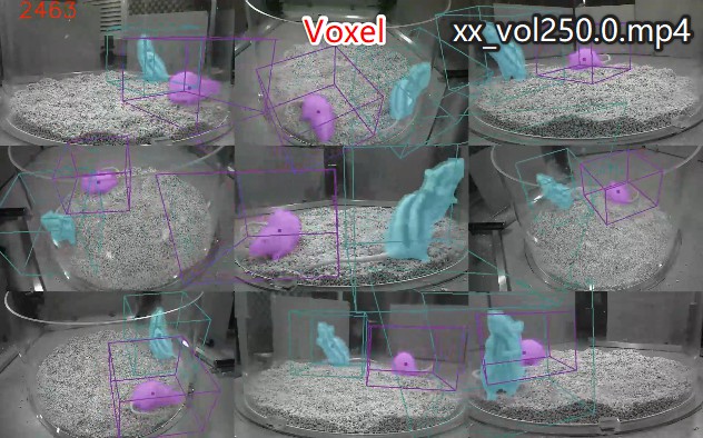 Voxel Video